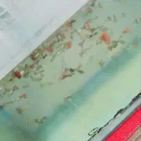 ماهی گوپی|ماهی|اردکان, |دیوار