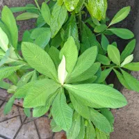 گل طبیعی|گل و گیاه طبیعی|مشهد, دوست آباد|دیوار