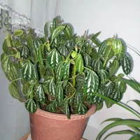 گل طبیعی زیبا