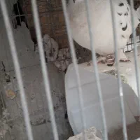 کفتر تهرونی نر و ماده جفت