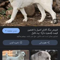توله نر الابای ۱ساله|سگ|مشهد, امیر|دیوار