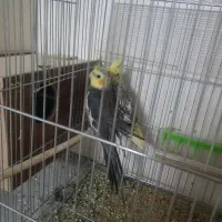 عروس هلندی|پرنده|اصفهان, تخت فولاد|دیوار