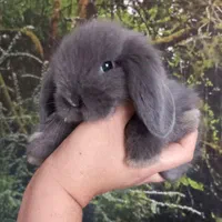 خرگوش مینی لوپ ترکیش + بسته غذا