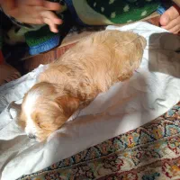 شیتزو عروسکی