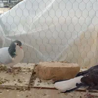 یه بوم دمگیر|پرنده|شاهین‌شهر, نظامی|دیوار