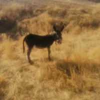 الاغ|حیوانات مزرعه|ایلام, |دیوار