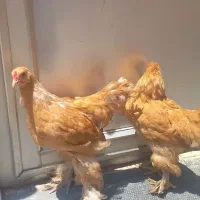 برهما غول پیکر ۴ ماهه