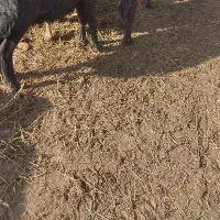 فروش کود گوسفندی پهن