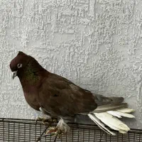 16عدد کفتر آس یجایی کبوتر یکی از یکی بهتر|پرنده|تهران, شهید رجایی|دیوار