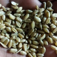 گندوم|حیوانات مزرعه|باوی, |دیوار