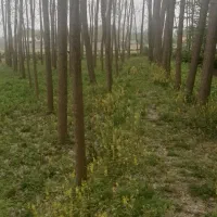 خریدار درخت صنوبر