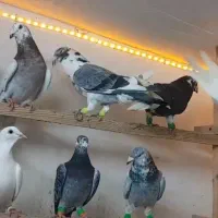 کبوتر غریب گرگان|حیوانات|بجنورد, |دیوار