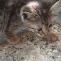 واگذاری یک خانواده گربه یه مادر و۵ بچه ۲ ماه