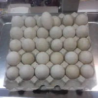 تخم اردک اسرائیلی تازه و سالم