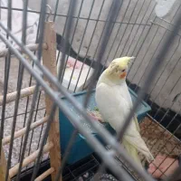 پرنده زیبا|پرنده|محمدیه-قزوین, |دیوار