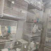 عروس هلندی لوتینو