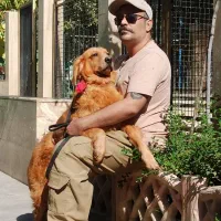 توله سگ گلدن وارداتی از ۲ ماه تا ۳ سال