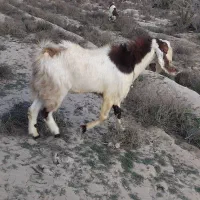 نری‌‌ زیرقیمت‌