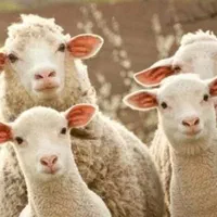 بهترین دام جهت مصرف وعقیقع