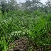 فینیکس|گل و گیاه طبیعی|رامسر, |دیوار