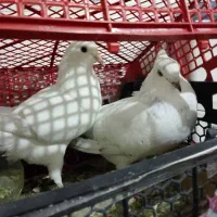 کبوتر تهرانی|پرنده|زاهدان, |دیوار