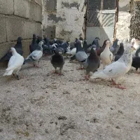 دس کفتری زد خوردی