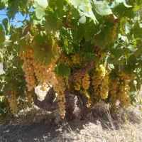 فروش باغ انگور مالکی