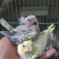 عروس هلندی و مرغ عشق انگلیسی|پرنده|هشتگرد, هشتگرد قدیم|دیوار