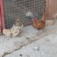 ی جفت مرغ خروس سبرایت اصیل|حیوانات مزرعه|هشتگرد, تهران دشت|دیوار