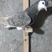 کفتر ، ساده