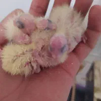 عروس نر ماده مولد|پرنده|کرمان, |دیوار