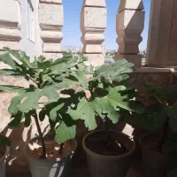 درخت انجیر آپارتمانی