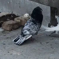 مست پرشی