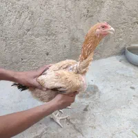 مرغ خروس|حیوانات مزرعه|سراوان, |دیوار