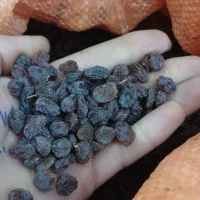 کشمش بی دانه آفتابی ی دست پاک شده پاستیلی|خوردنی و آشامیدنی|تاکستان, |دیوار