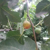 انجیر تازه چین
