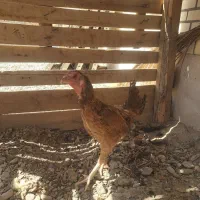 مرغ و خروس و جوجه اصل|حیوانات مزرعه|سراوان, |دیوار