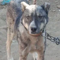 سگ سرابی نژاد دار