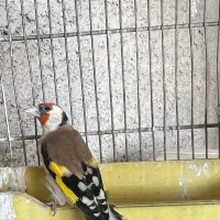 سهره