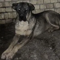 ماده پژدر