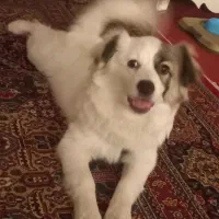 سگ خونگی|سگ|صباشهر, |دیوار