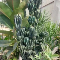 کاکتوس صخره ای