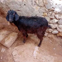 ۱عدد بز جوان برای قربانی وزن ۳۱کیلو