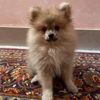 سگ پامر پرتغالی روباهی|سگ|شیروان (خراسان), |دیوار