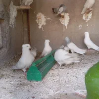 کبوتر