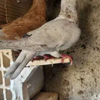 فروشی|پرنده|شیروان (خراسان), |دیوار