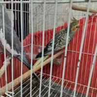 طوطی عروس نر و ماده|پرنده|رشت, آب آسیاب|دیوار