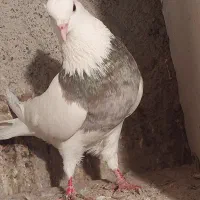 طوقی الماسی خال قهوه‌ای