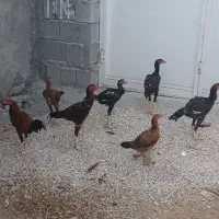 مرغ و خروس