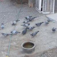 کبوتر سبز و مگس|پرنده|خاش, |دیوار